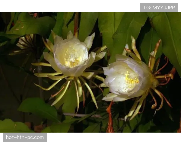 巴尔科拉的高光表现能否持续：是昙花一现还是实力兑现？